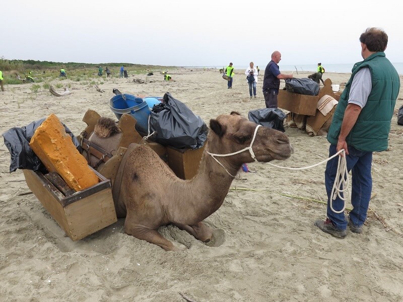 Quaranta volontari sfidano il maltempo per pulire la spiaggia con i dromedari