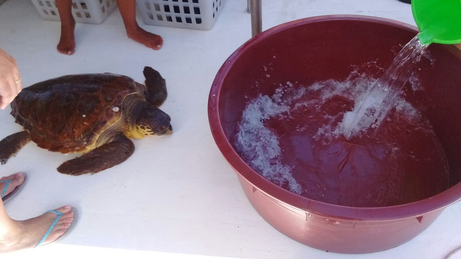 tartaruga recuperata a Marettimo