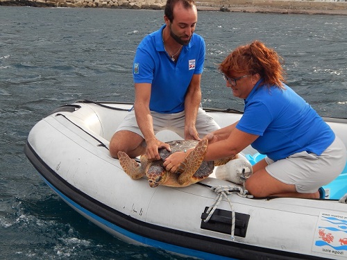 Torna libero di nuotare nelle acque di Marettimo Achille, esemplare di tartaruga marina curato al Centro di primo Soccorso dell’Area Marina Protetta Isole Egadi