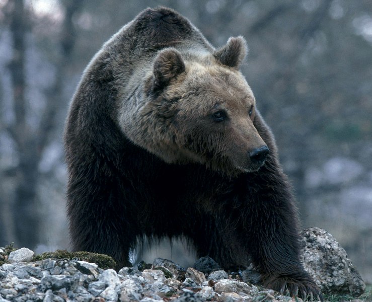 Avviso per la ricerca di 2 esperti per il monitoraggio del camoscio e dell'orso