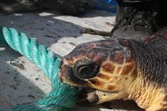 Punta Campanella, salvate due tartarughe nel golfo di Salerno