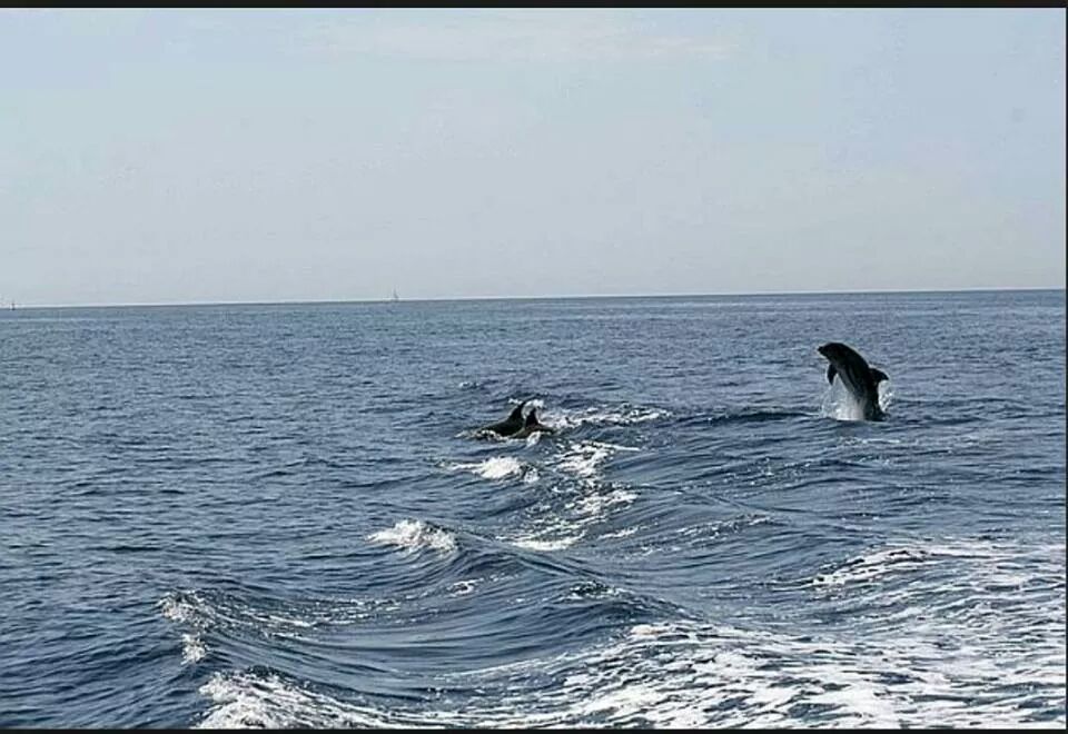Branco di delfini tra Capri e Punta Campanella