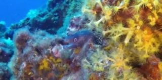 Le meraviglie subacquee del Parco Nazionale del Circeo