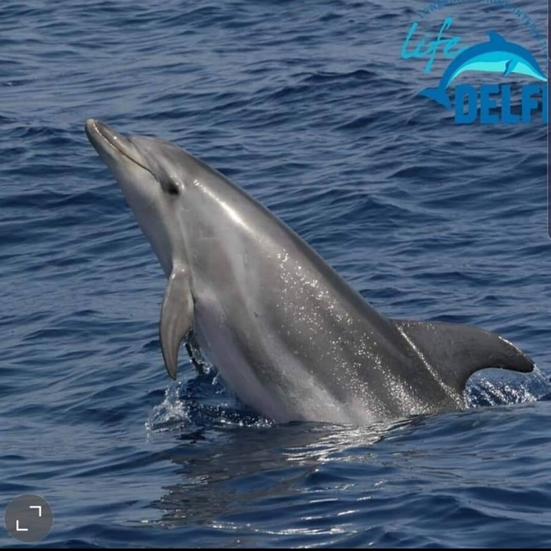 Punta Campanella, a caccia di delfini con macchine fotografiche e binocoli