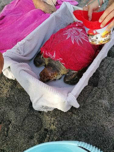 Tartaruga Caretta caretta è stata tratta in salvo lungo il litorale di Citara, a Forio