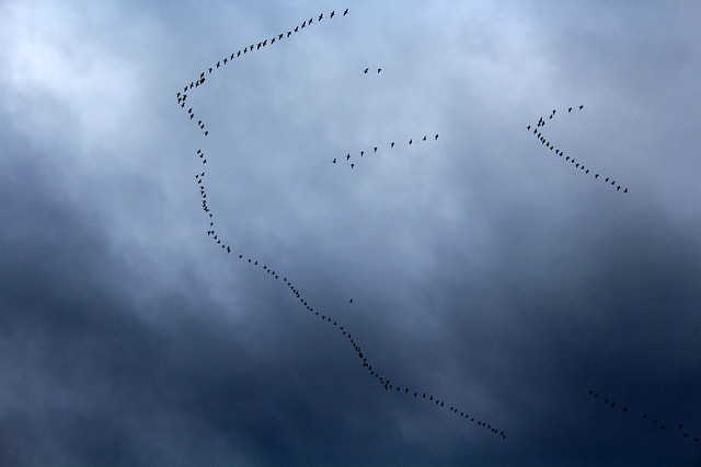 Che cosa unisce gli uccelli migratori?