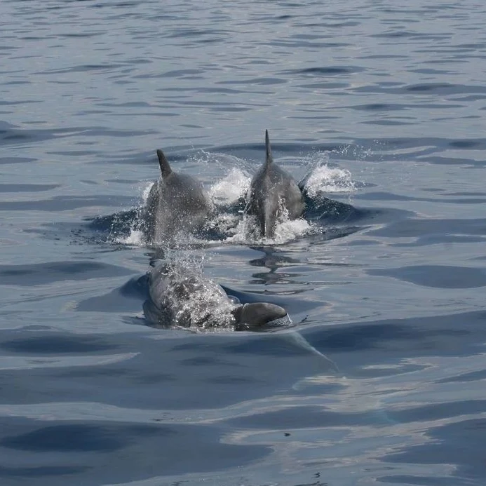 Punta Campanella, Bioblitz per delfini e posidonia