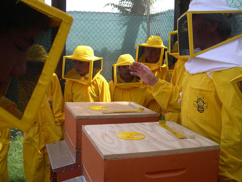 Discovering the world of bees