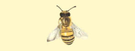Mieli dei Parchi della Liguria - Ed. 2023: 1 ape d'oro