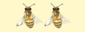 Mieli dei Parchi della Liguria - Ed. 2023: 2 api d'oro