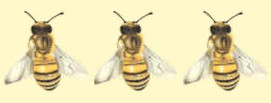 Mieli dei Parchi della Liguria - Ed. 2023: 3 api d'oro