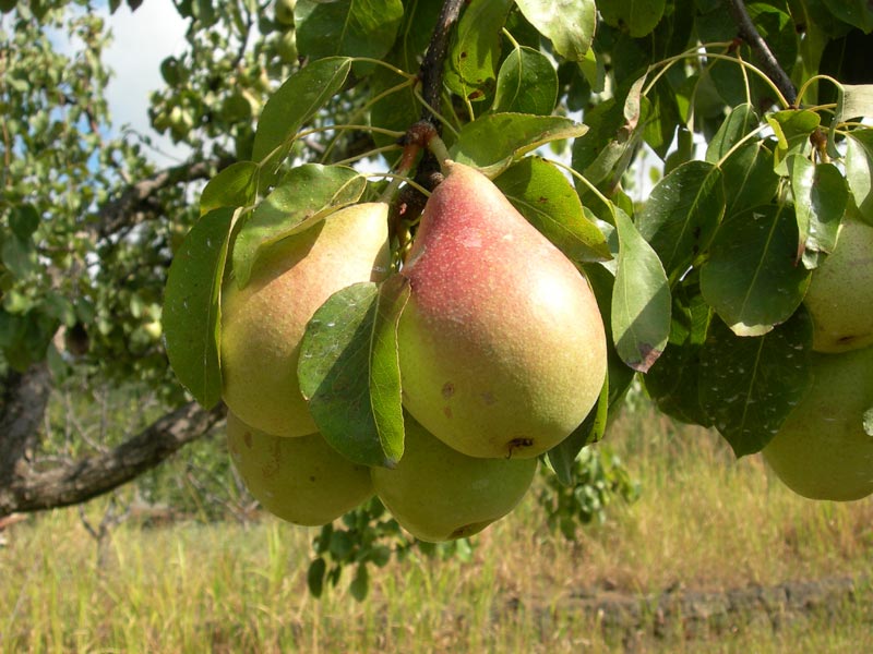 Butirra pears