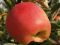 Cuneo Red Apple
