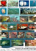 Poster Discover marine life in the Cinque Terre MPA