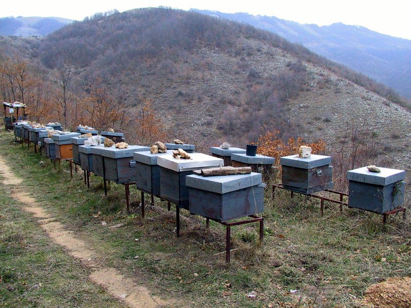 Beekeeping in Monteflavio
