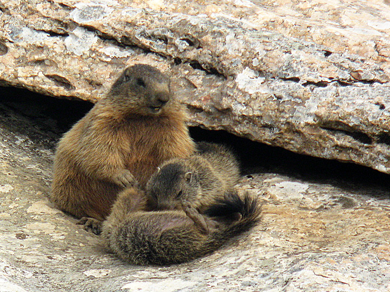 The little ones playing. Marmots