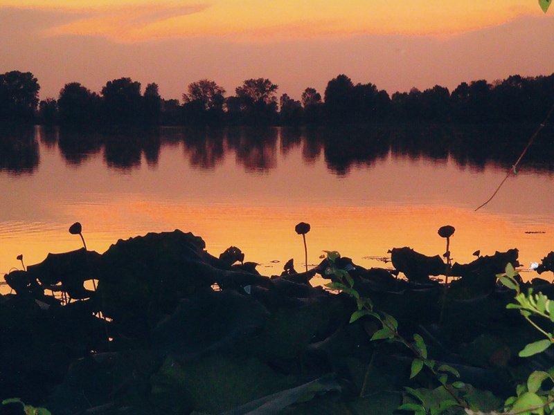 Sunset with the lotus