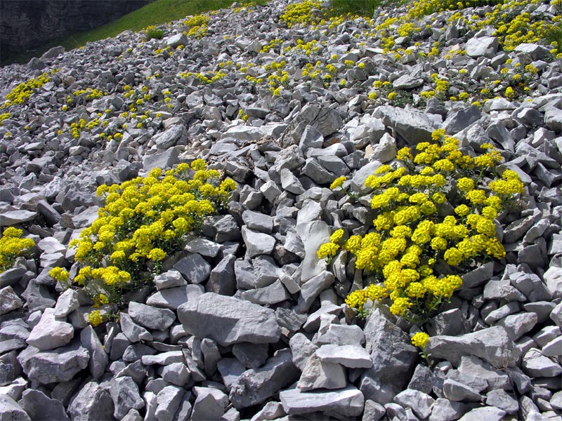 Geröllfluren aus Kalkstein und montane und alpine Kalkschieferschutthalden (Thlaspietea rotundifolii)