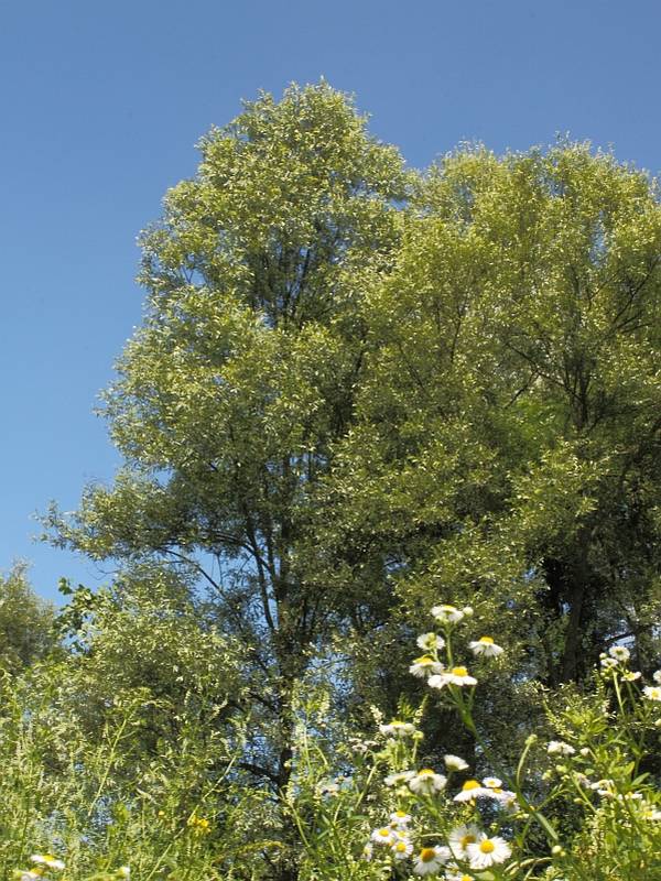 Salice bianco (Salix alba)
