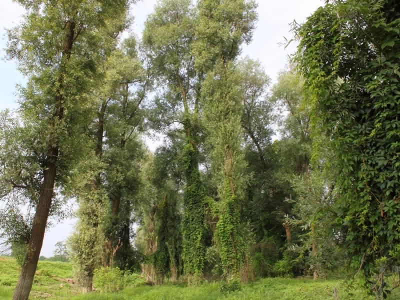 Salix alba (salice bianco)