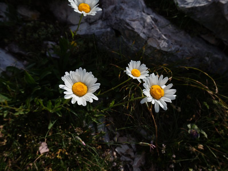 Southern alpine daisy