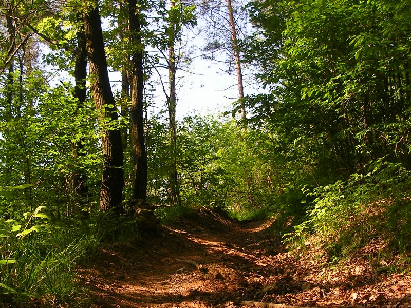 Dei Ronchi Trail