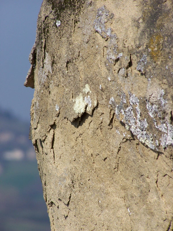 The sandstones of Sassi di Roccamalatina