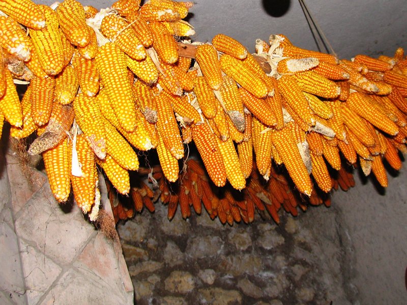 Agostinella Corn