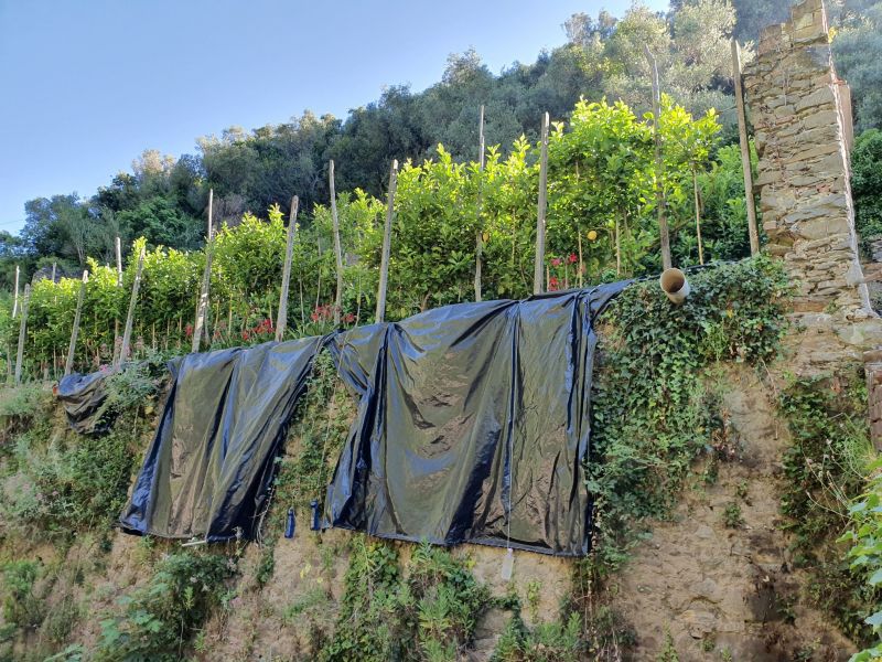 Lemons and Vineyards at Monterosso