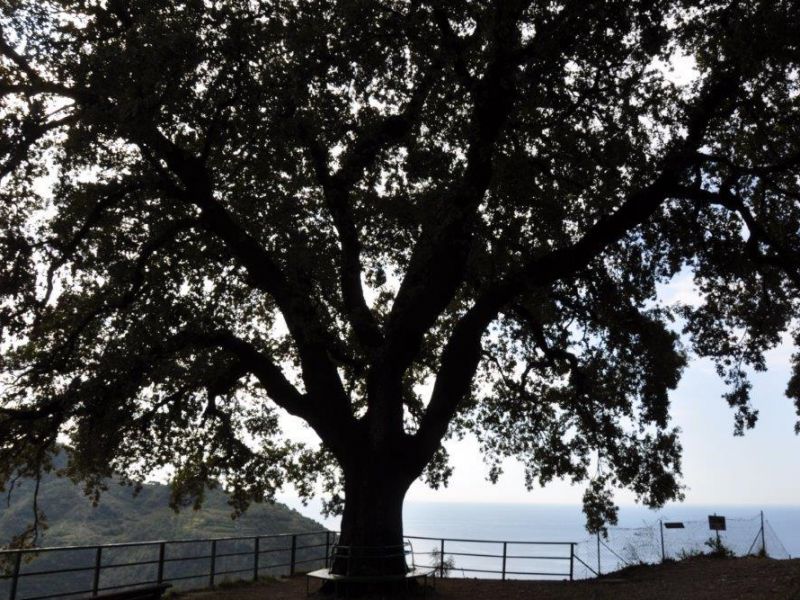 Les arbres monumentaux - Chênes verts et cyprès