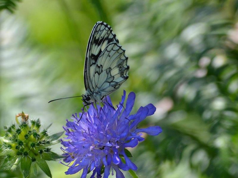 Le farfalle nel Parco dei Castelli Romani