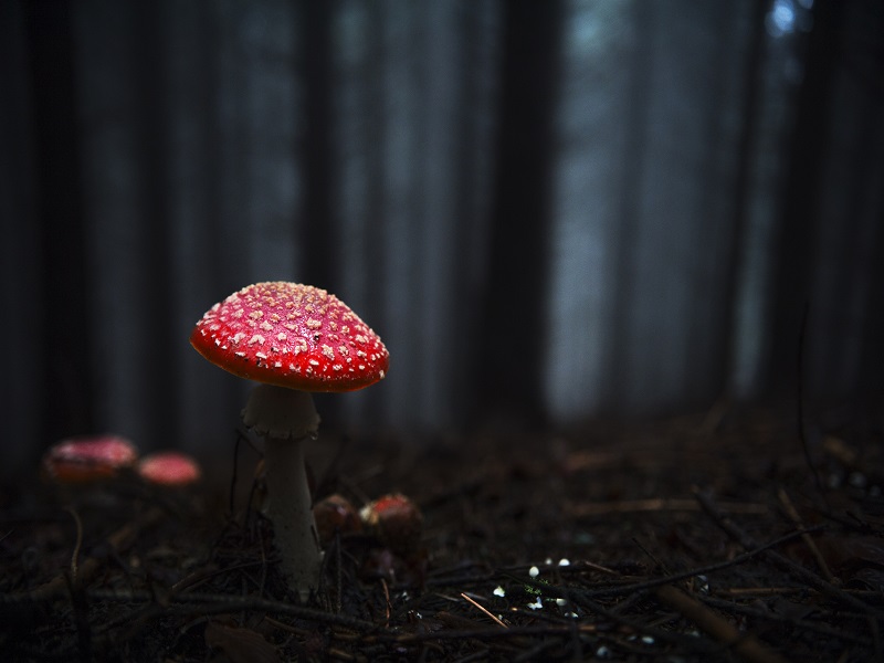 Il meraviglioso mondo dei funghi