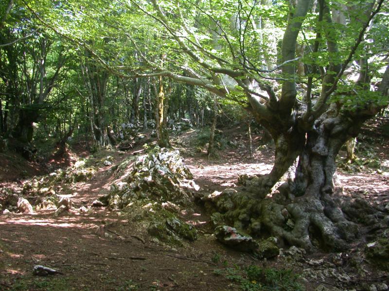 Beech tree woodland Valle Cavalera